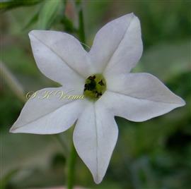  Flower (Corolla limb)